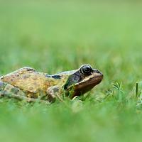 Common Frog 